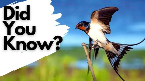 Things you need to know about SWALLOWS!