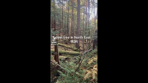 Longfellow pine