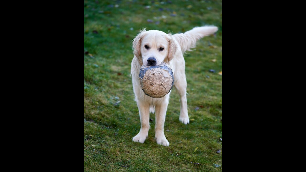 soccer player dog