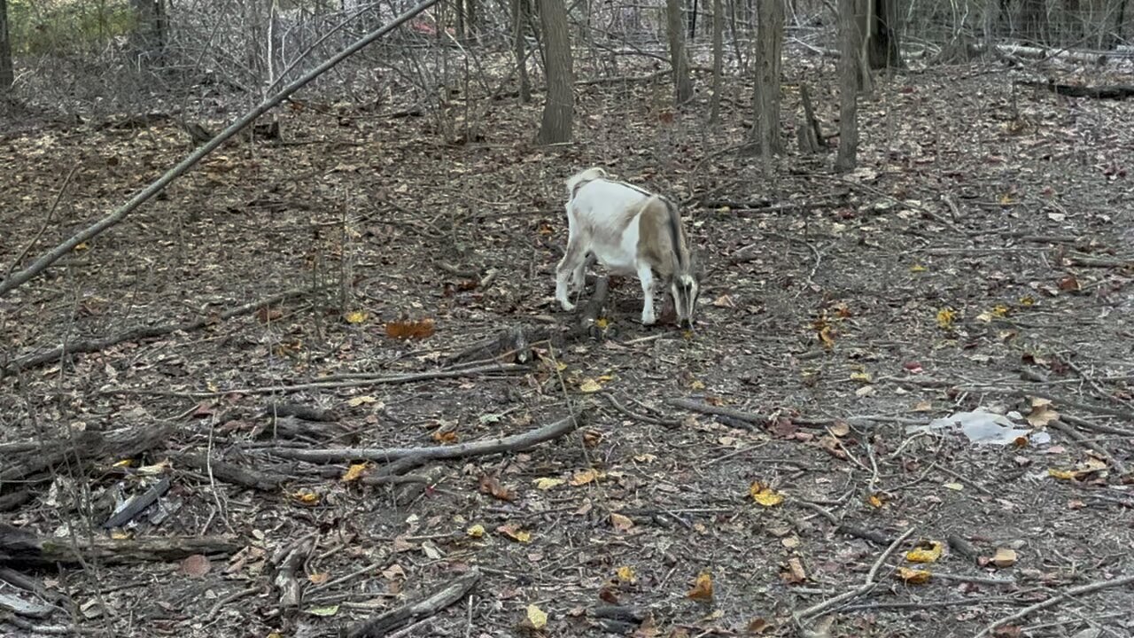 Farm Cats Follow Like Dogs 🐈 Chamberlin Family Farms “Naturally Good”