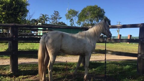 Halo returned from the trainers