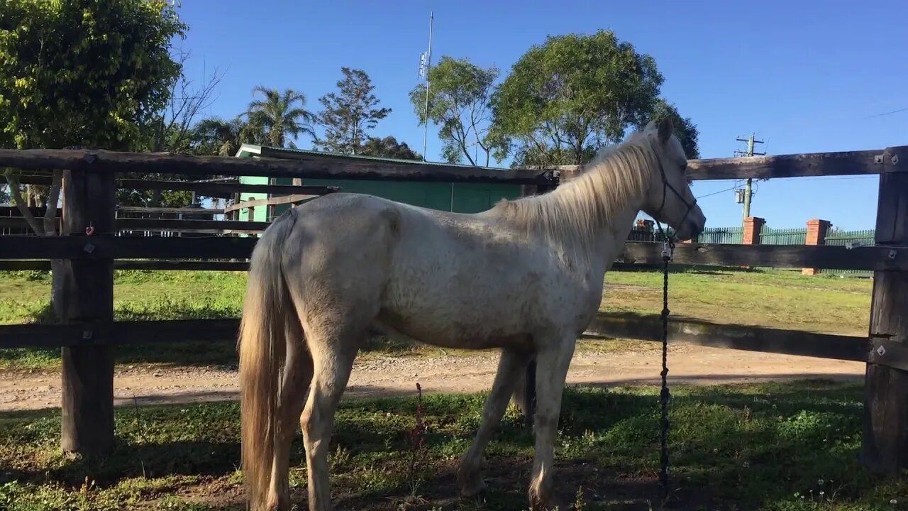 Halo returned from the trainers