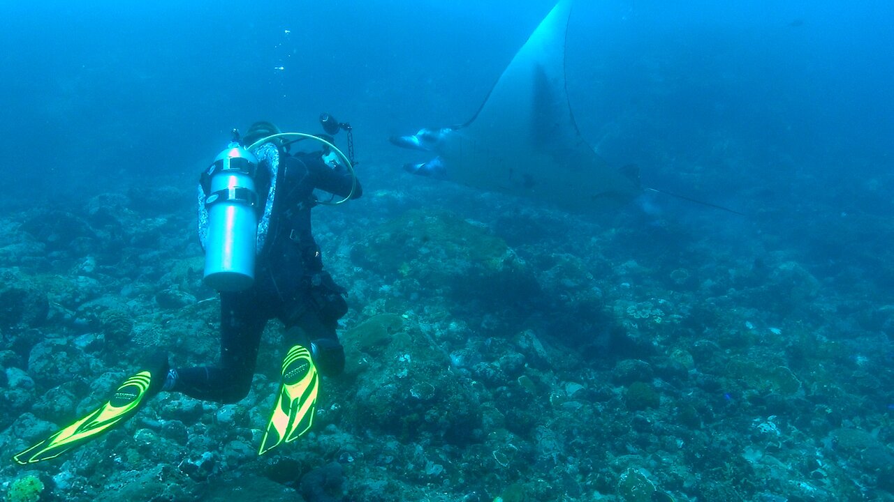 Giant manta rays give scuba divers beautiful close up experience