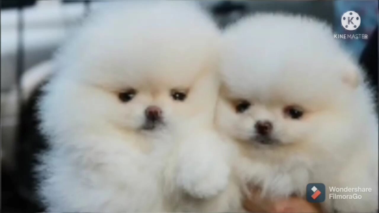 Dogs videos.. cute dogs videos