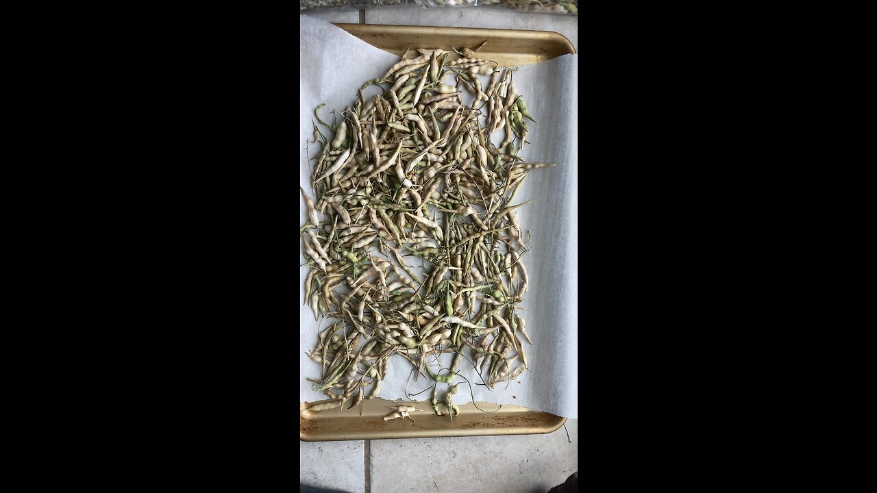 Processing radish seed