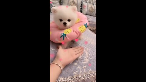 Pets And Animal Funny Compilation [Tik Tok Videos] @shorts @dog @cat @parrot_Full-HD