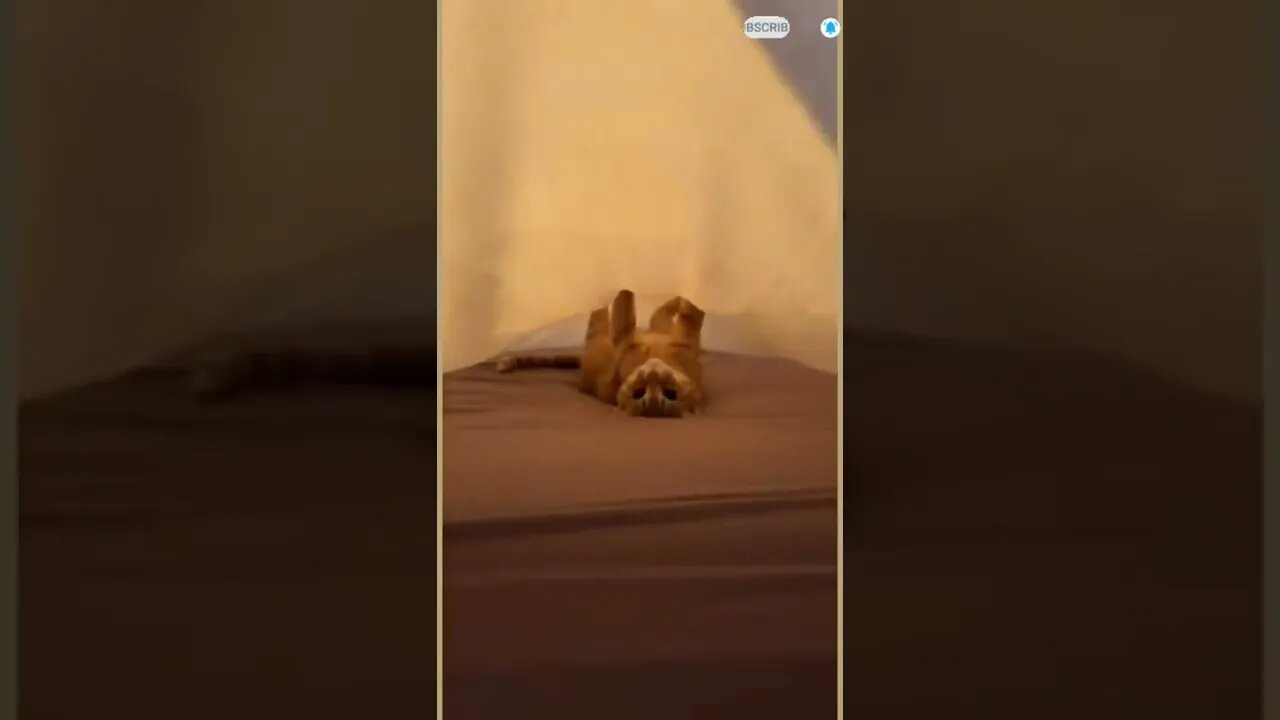 funny cat videos | cute cat videos| cute animals funny cats #shorts #shortsfunny #cutecat #funnycat