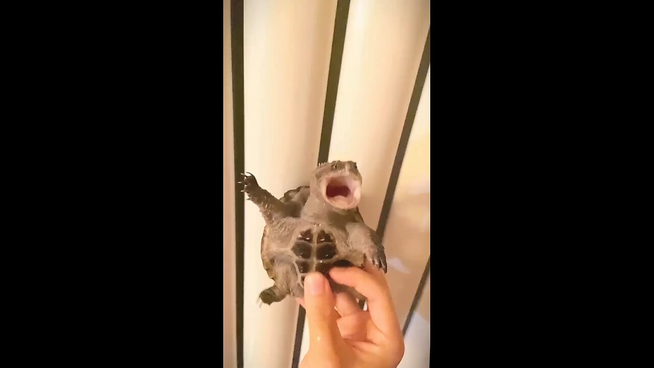 funny turtle