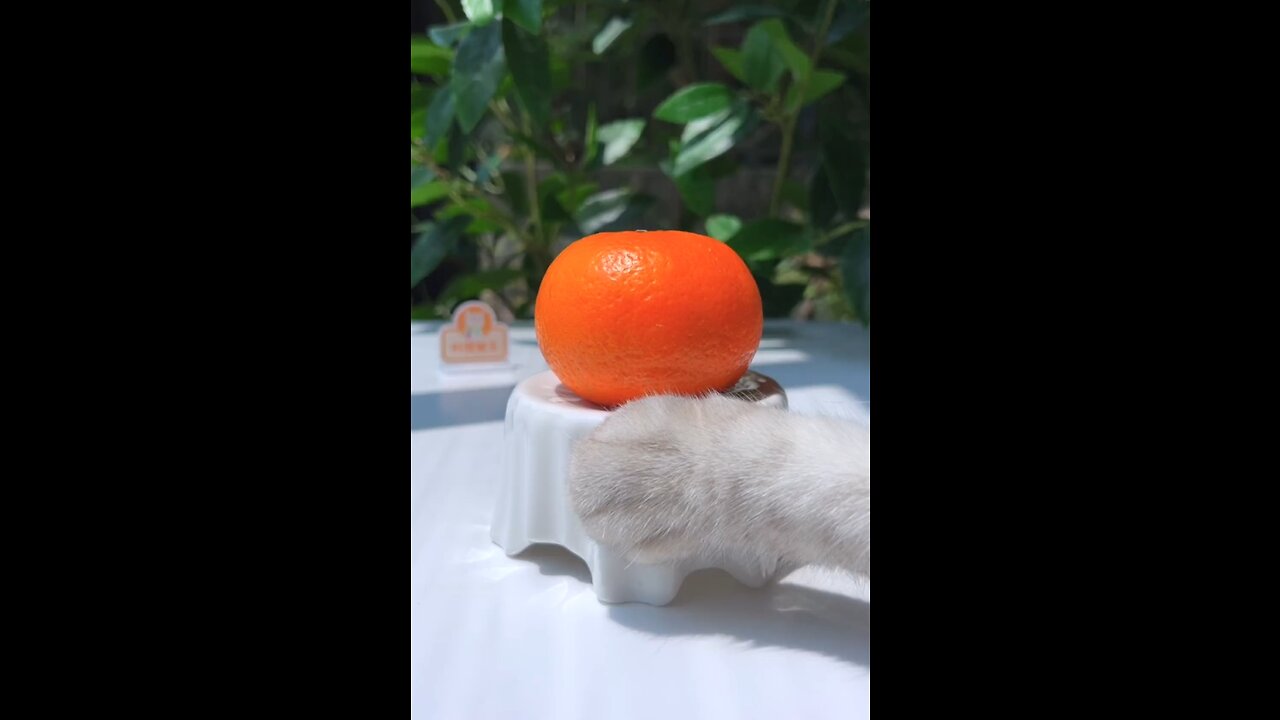 Orange πππ juice made by Big cat πΊπΊπΊ