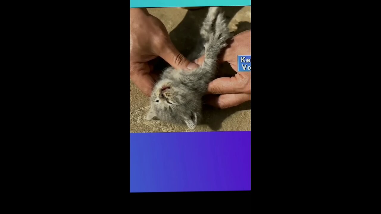 poor cat🐈😱😱🥶🙏#cat #cats #catvideos #shorts