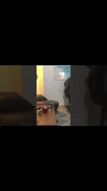 GATOS ENGRAÇADOS | CÃES E GATOS FOFOS FAZENDO COISAS ENGRAÇADAS /#rara