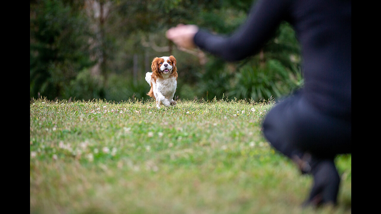 How to Train ANY DOG the Basics - Dog Training foundation