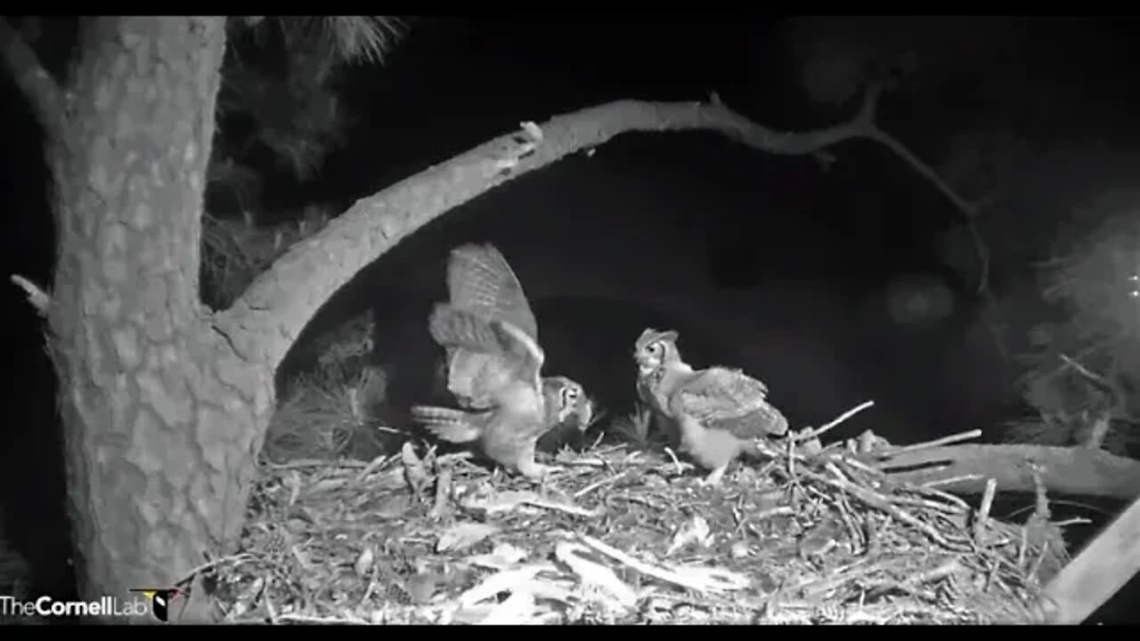 Dad Delivers Second Breakfast 🦉 4/2/22 06:00