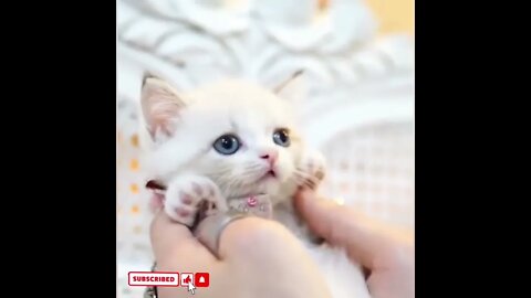 cute cat videos 😹 funny videos 😂1563