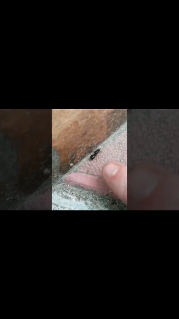 На видео не видно, НО МУРАВЕЙ достаточно большой 🐜 Человек-Муравей это ТЫ ❔ #Shorts