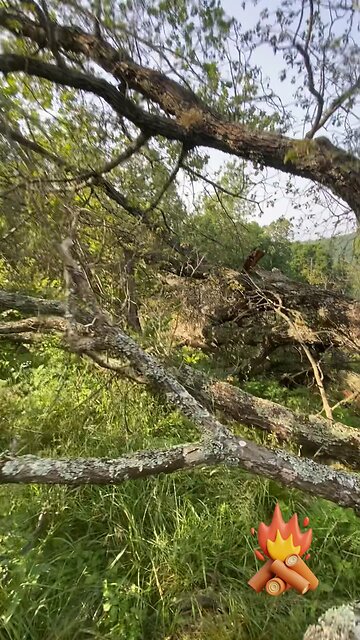 Finally! Cutting up the Last Tree From the Storm
