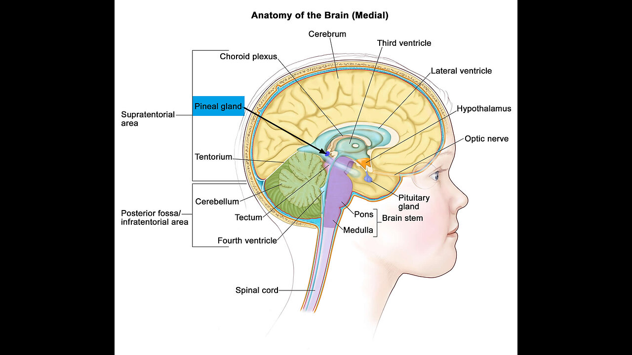 The PINEAL GLAND - Removing Fluoride From Your Water & Body