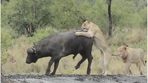 Loine and Buffalo fight