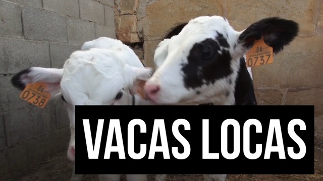 La Causa De La Enfermedad De Las Vacas Locas (Adultos)