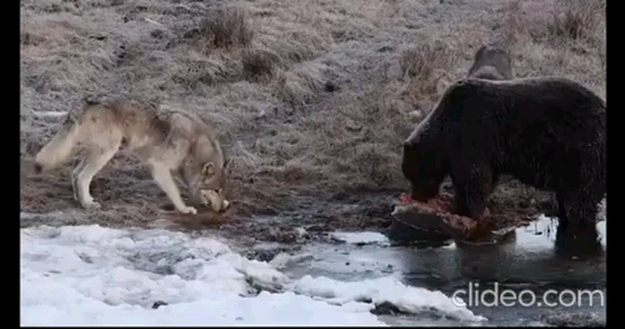 Nature: Playful wolf trying to get bear to share it's meal.