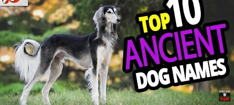 🌟 Top 10 ancient dogs😯