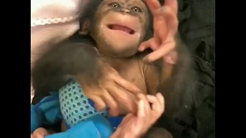 cute little baby monkey 🐒🐵 # monkey #rumble