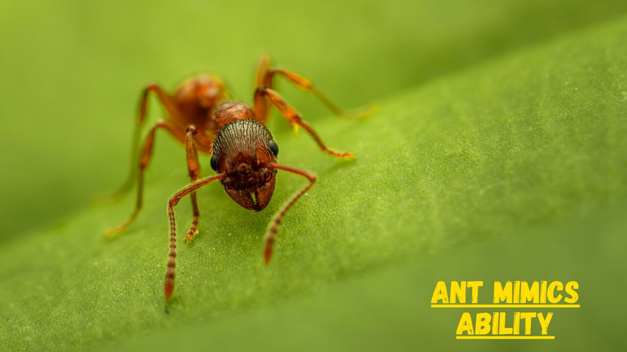 The Ability of Ants Mimics
