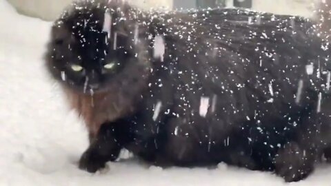 Cat pair has first snow experience, Funny cute pets lovers