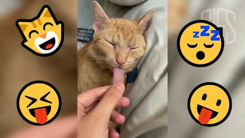 Best Funny Cats 😹 And Dogs 🐶 GIFS - Try Not To Laugh #12