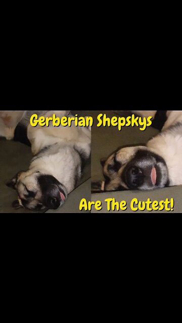 # shorts Gerberian Shepsky Sleeping Funny Dreaming of Treatos