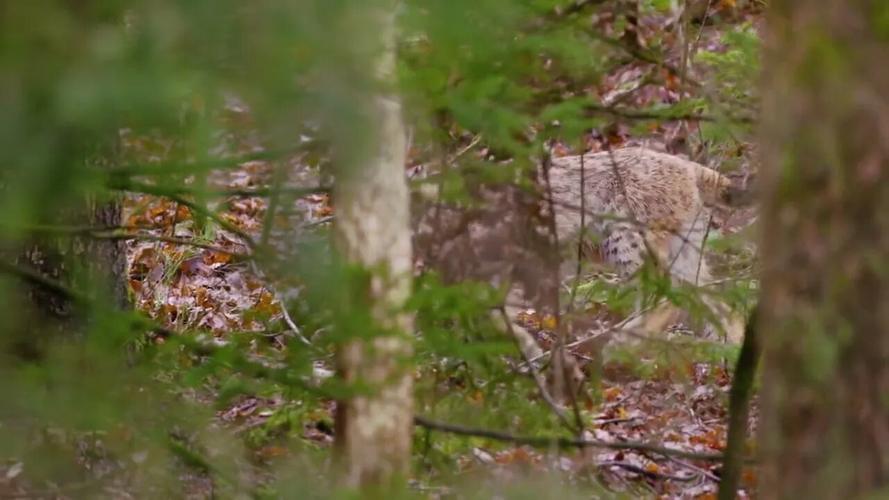 European lynx cub sneaks in the forest