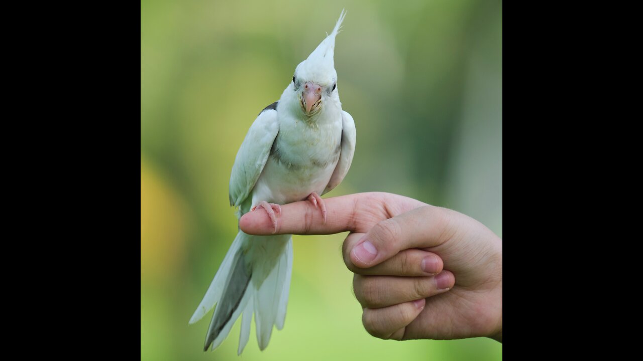 How to Teach Your Bird to Fly to You! | Parrot Flight Recall Training