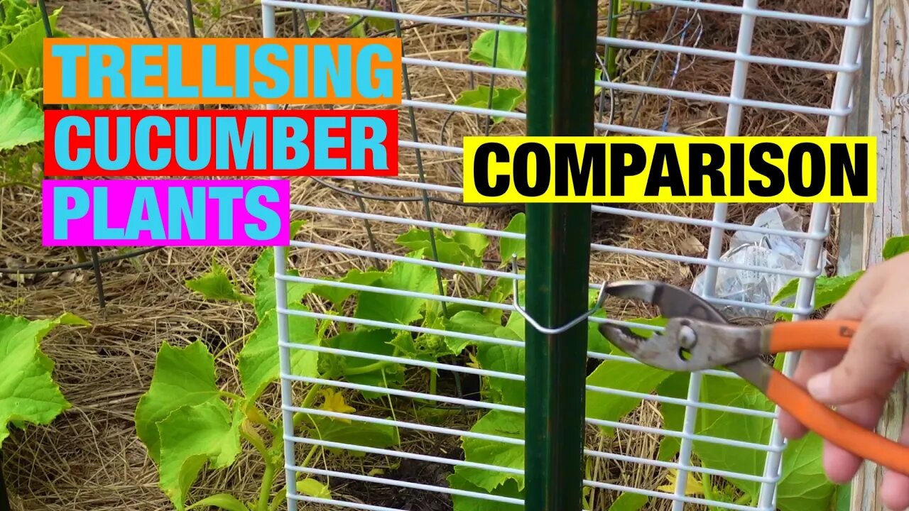 Trellising cucumber plants comparison video