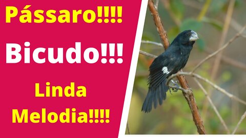 Maravilhoso Canto Flauteado!! Pássaro Bicudo