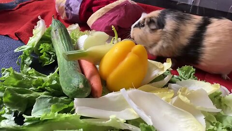 Guinea pigs eating loudly