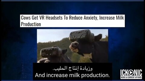 Fake Reality Starts W Cows 🐄 🙄