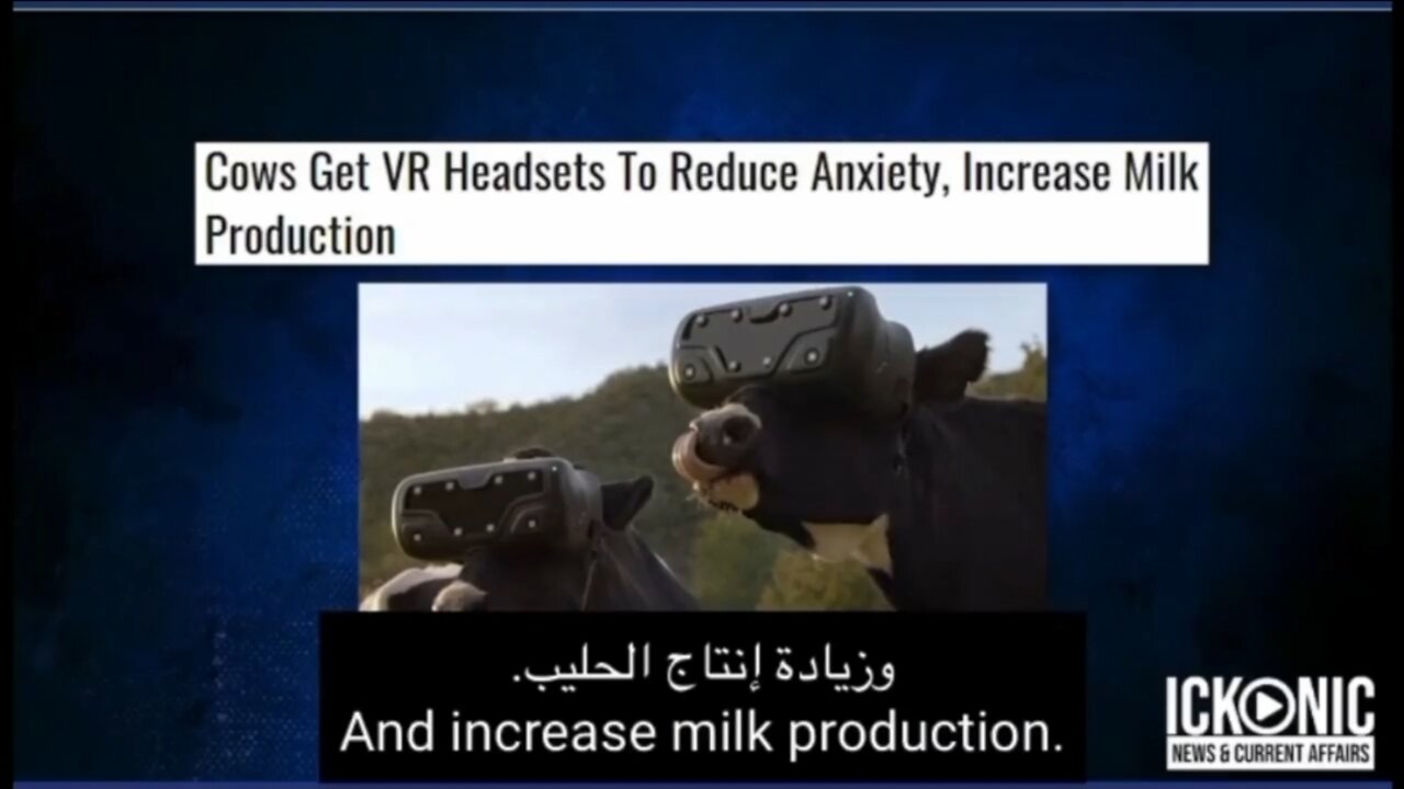 Fake Reality Starts W Cows 🐄 🙄