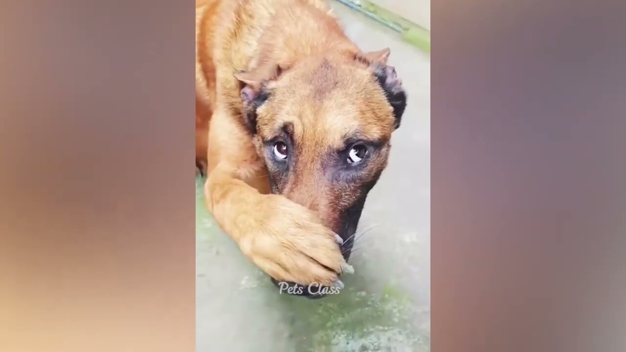 unniest Animals 😂 Funny Dogs and Cats Videos 2023