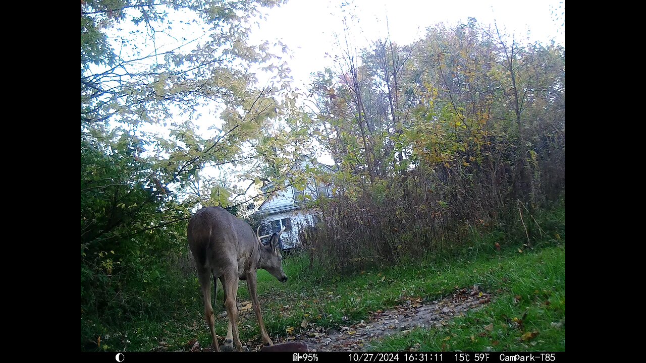 Buck Deer Cam 10-27-2024