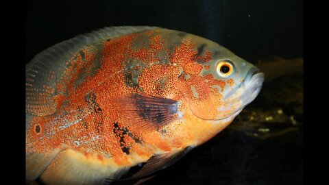 Oscar Fish