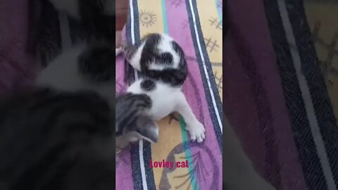 cat lover #shorts #animals #cat #catlover
