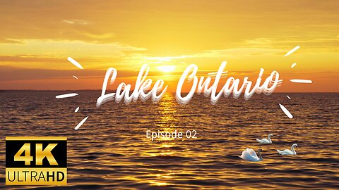 Relaxing Nature Video With Beautiful Birds And Animals - The Lake Ontario Landscape Heal Every Soul