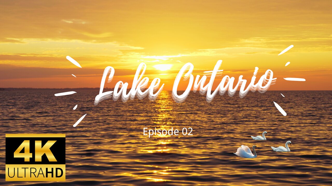 Relaxing Nature Video With Beautiful Birds And Animals - The Lake Ontario Landscape Heal Every Soul