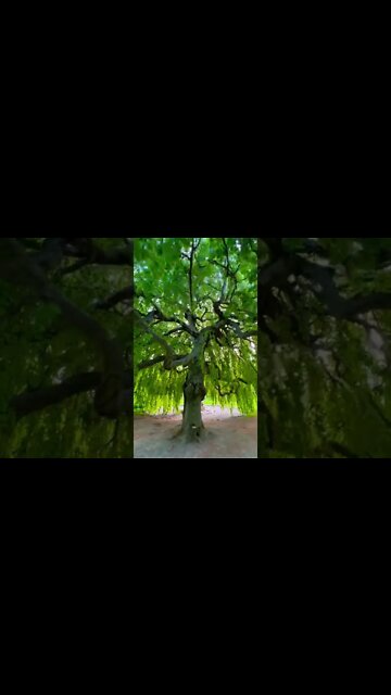 Walking under a Weeping Willow tree