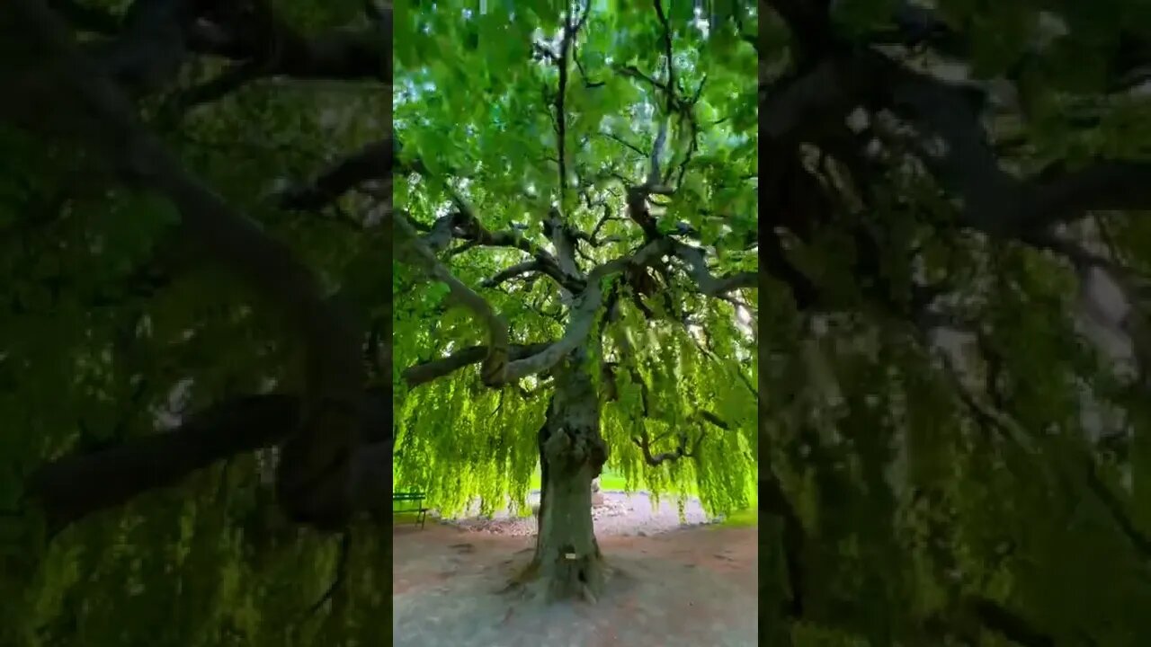 Walking under a Weeping Willow tree