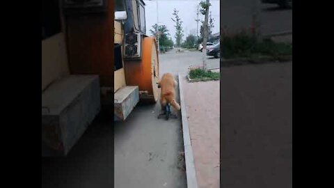 This Dog Drive Her owner Bicycle😂🤣🤣 - a dog drives his owner around on a motorbike!