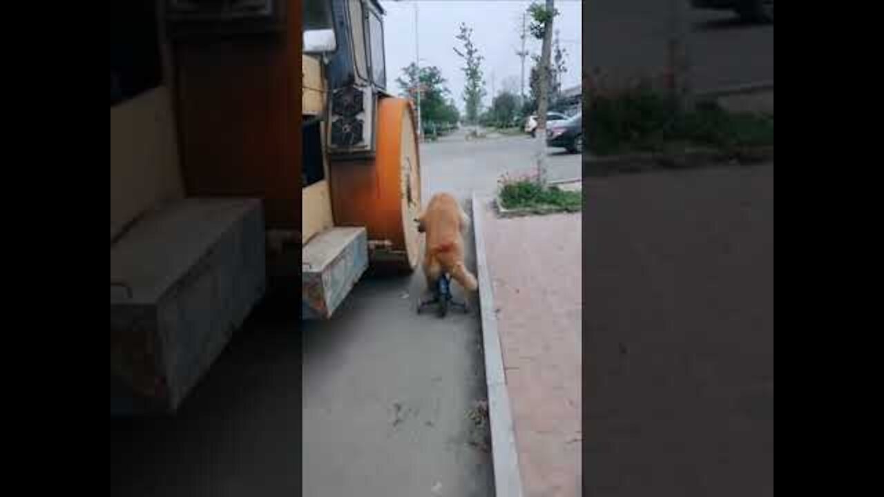 This Dog Drive Her owner Bicycle😂🤣🤣 - a dog drives his owner around on a motorbike!