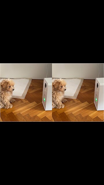 Maltipoo puppy meets her new "toy"