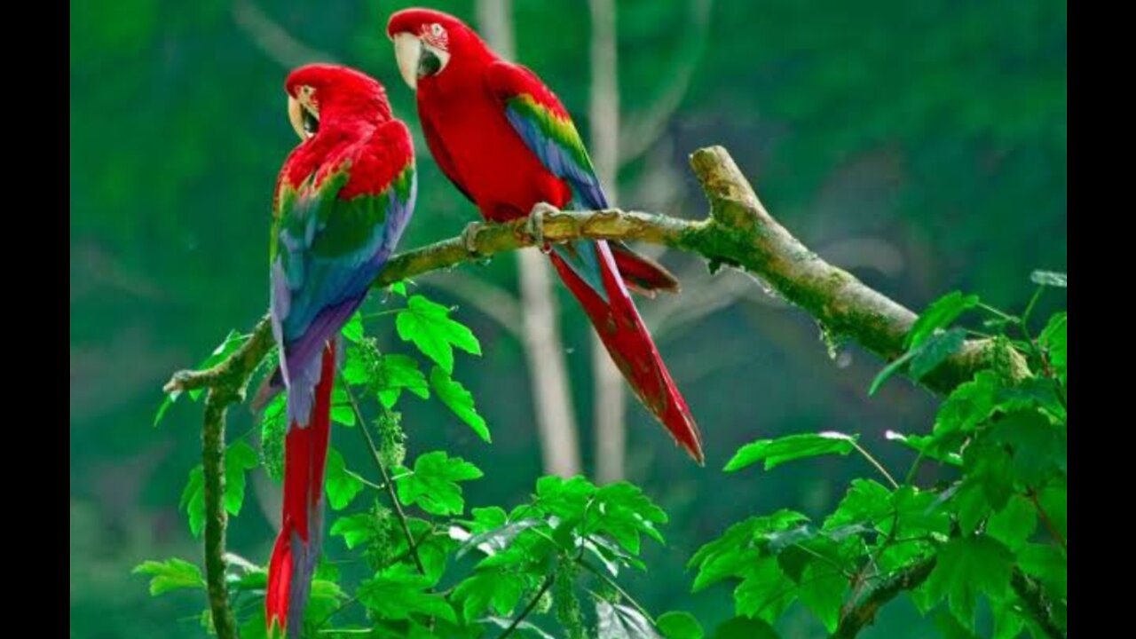 Parrot Kiss.