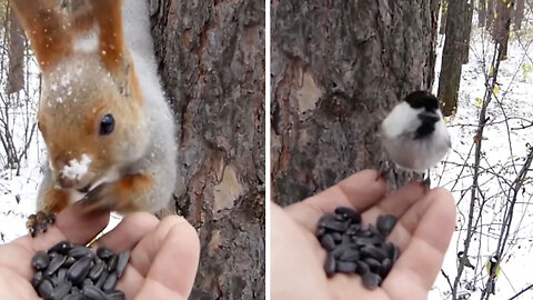 Guy Feeds Animals in the Woods